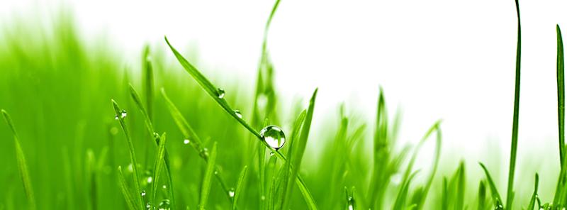 Lawn care service Forevergreen Canada Inc in Gatineau (Quebec) | LiveWay
